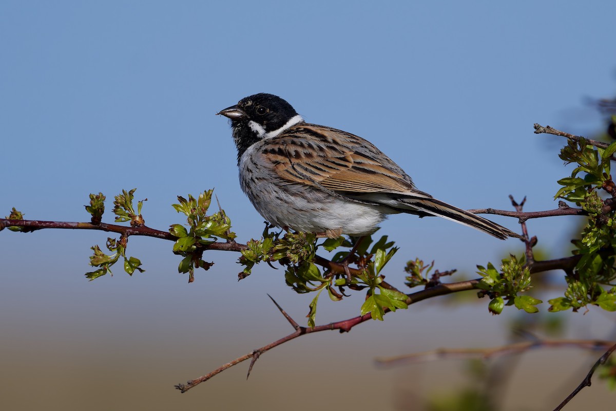 Цагаан хүзүүт хөмрөг - ML644269965