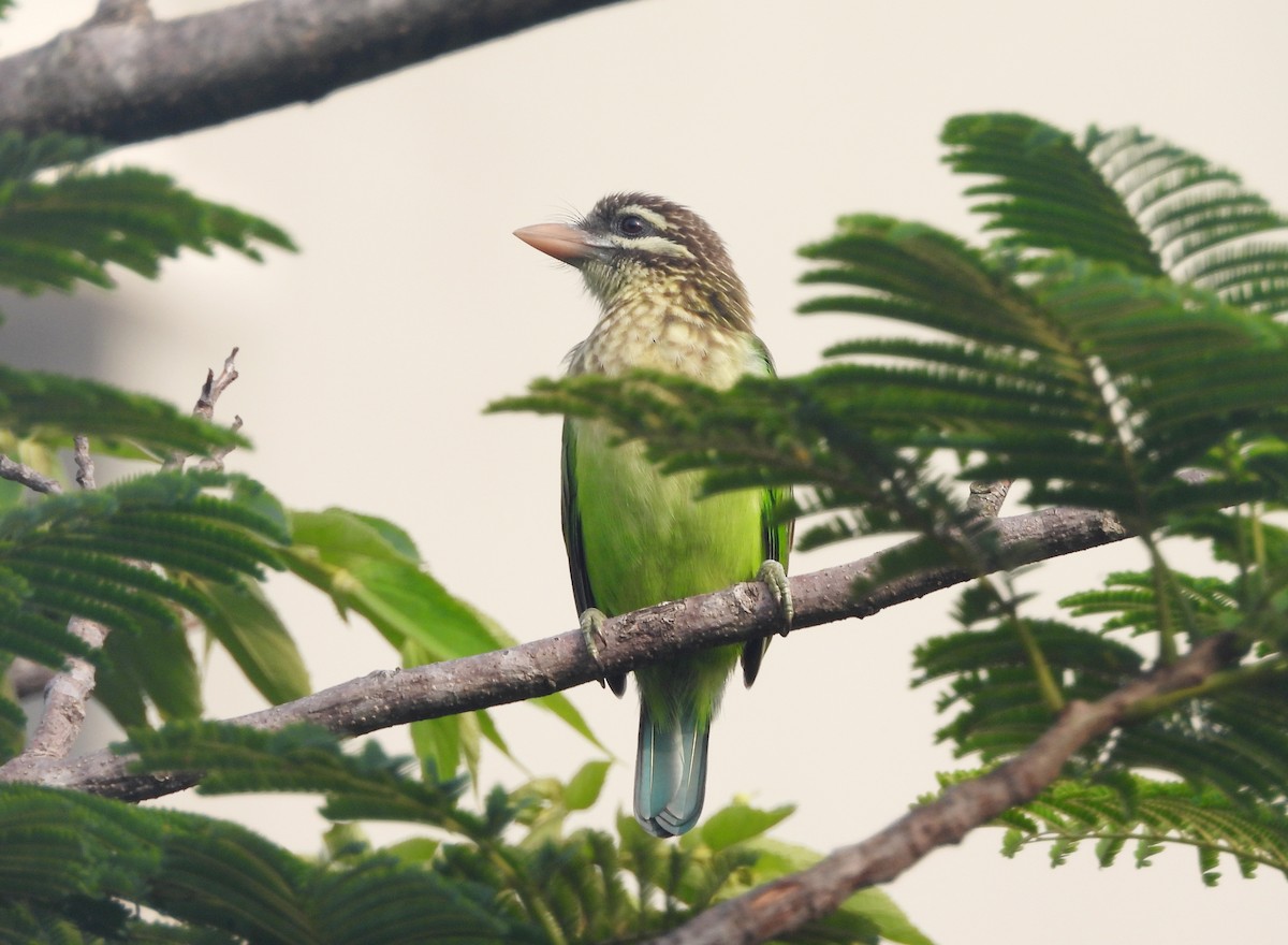 White-cheeked Barbet - ML644269969