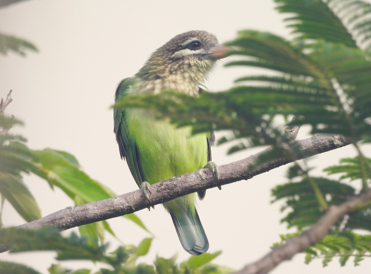 White-cheeked Barbet - ML644269970