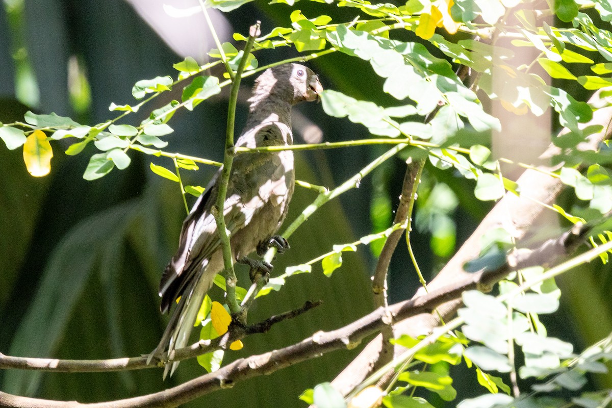 Seychelles Parrot - ML644269989