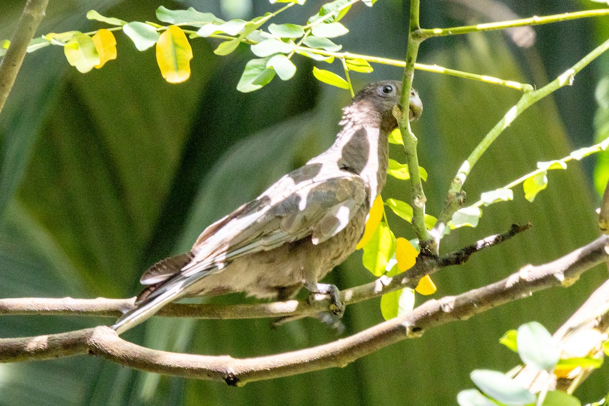 Seychelles Parrot - ML644269990