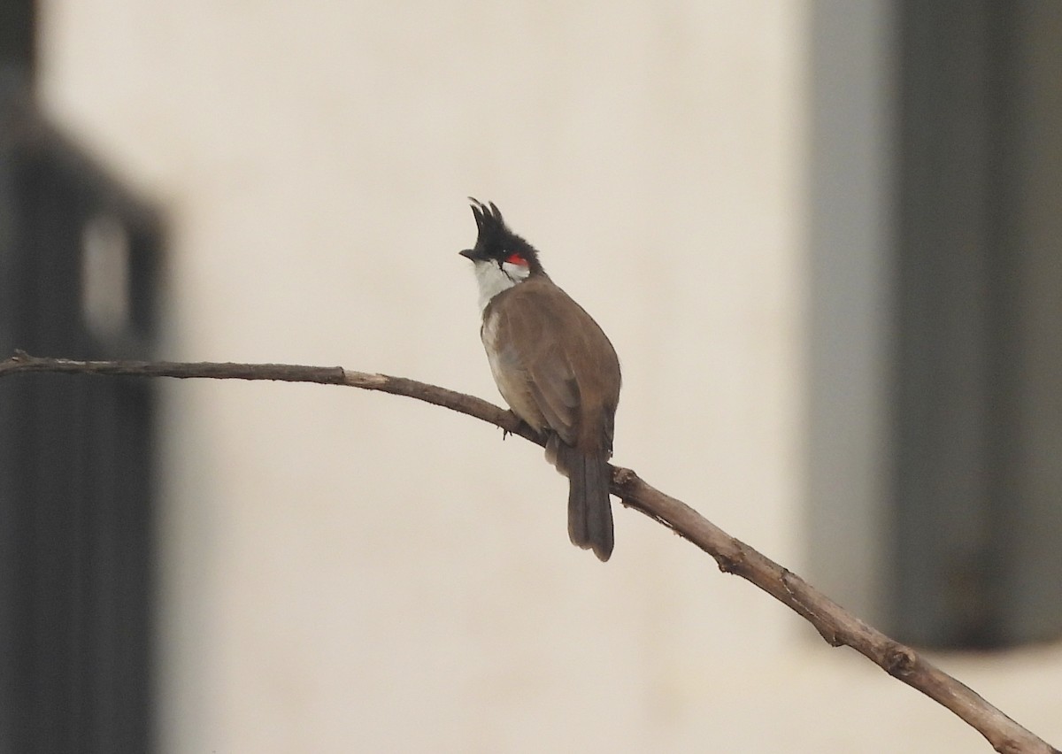 Red-whiskered Bulbul - ML644270007