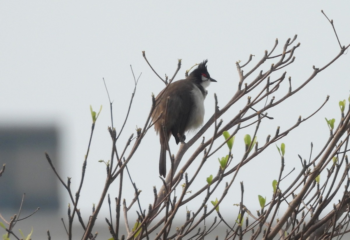 Red-whiskered Bulbul - ML644270008