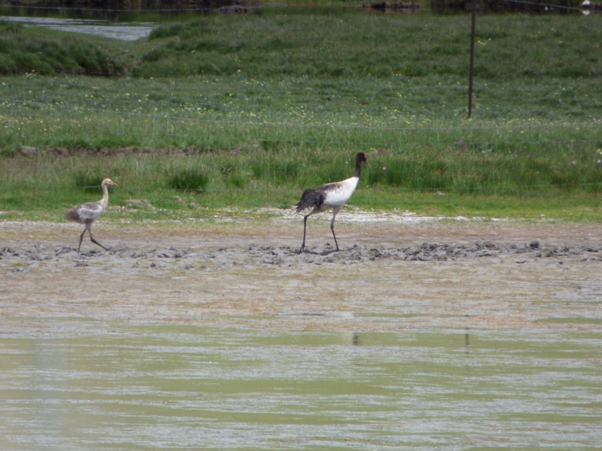 Black-necked Crane - Philip Steiner