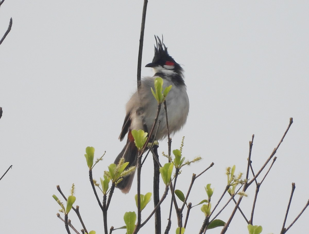 Red-whiskered Bulbul - ML644270010