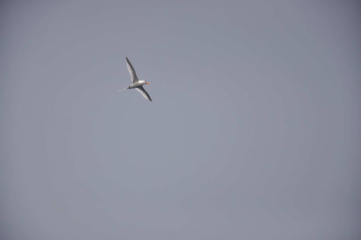 Kırmızı Gagalı Tropikkuşu - ML644270028