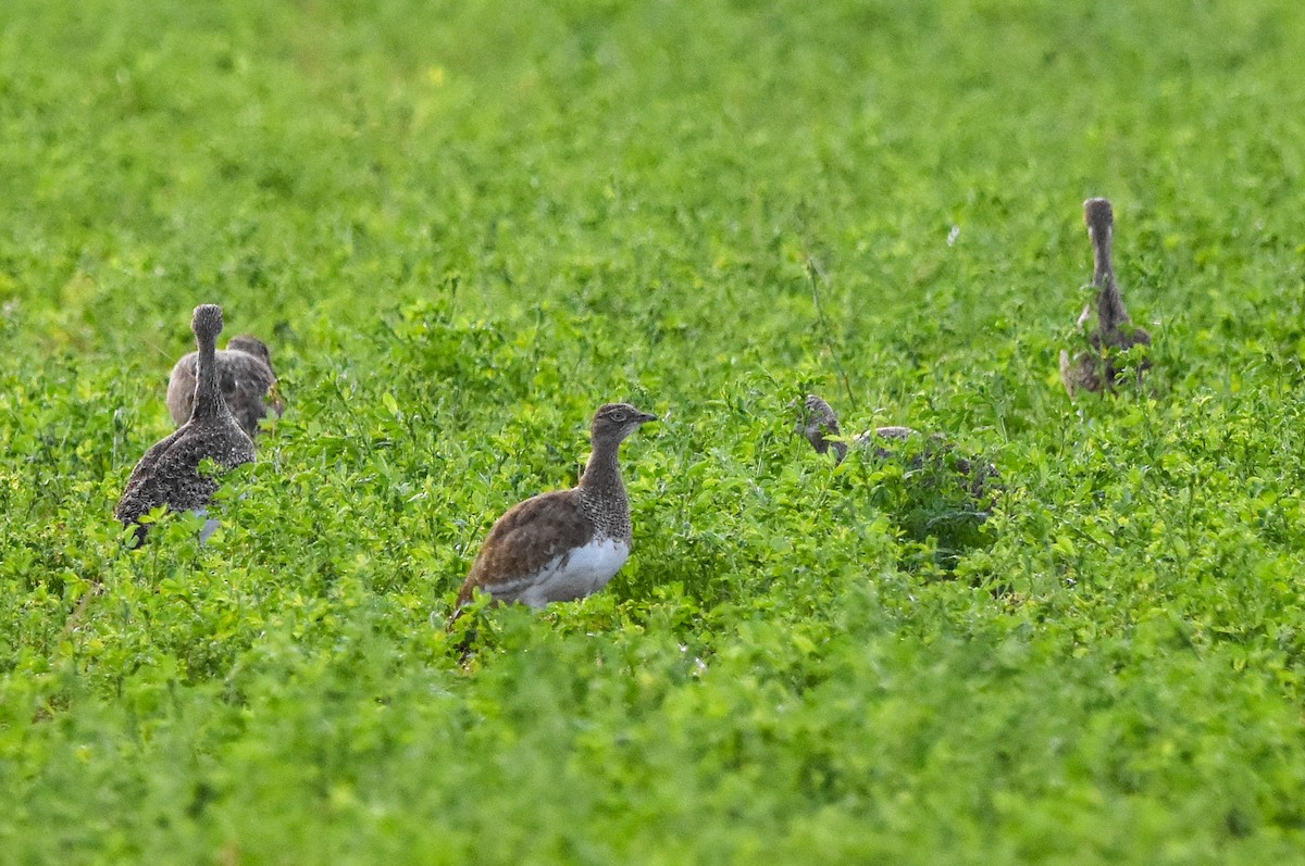 Little Bustard - ML644270048