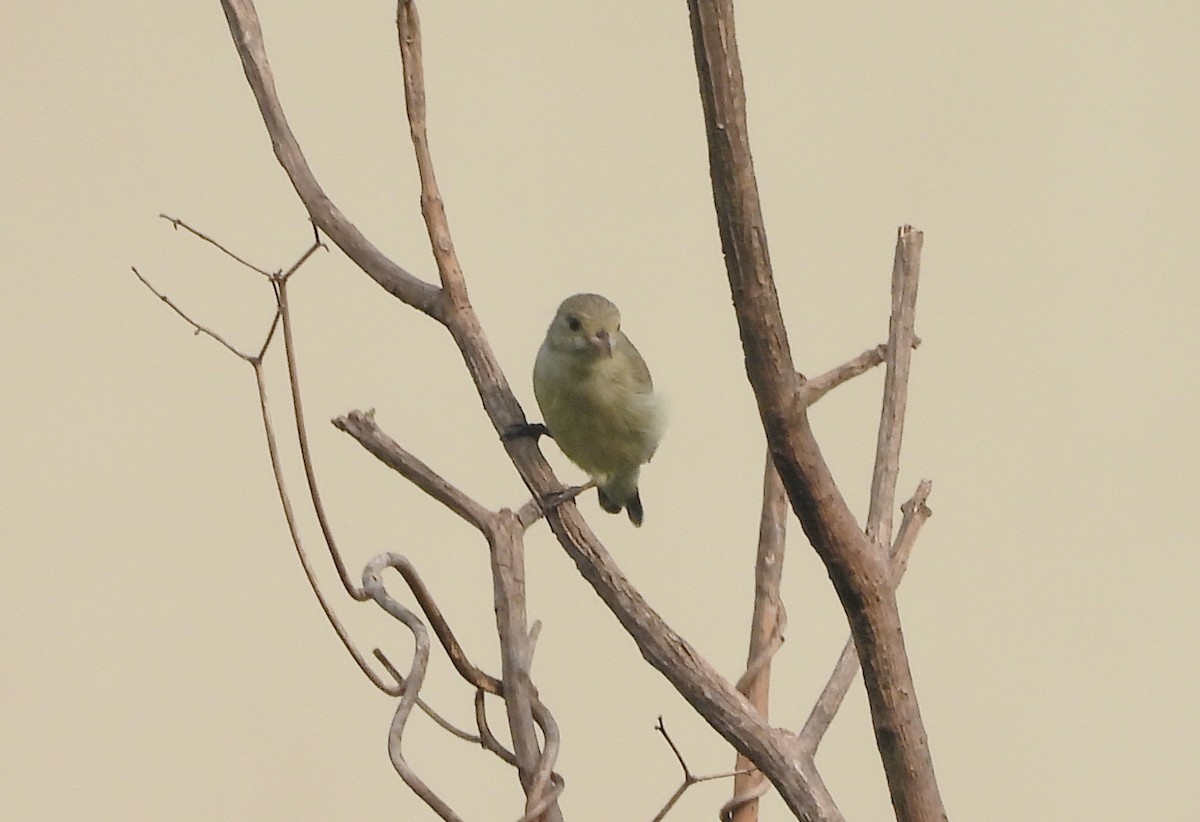 Pale-billed Flowerpecker - ML644270049