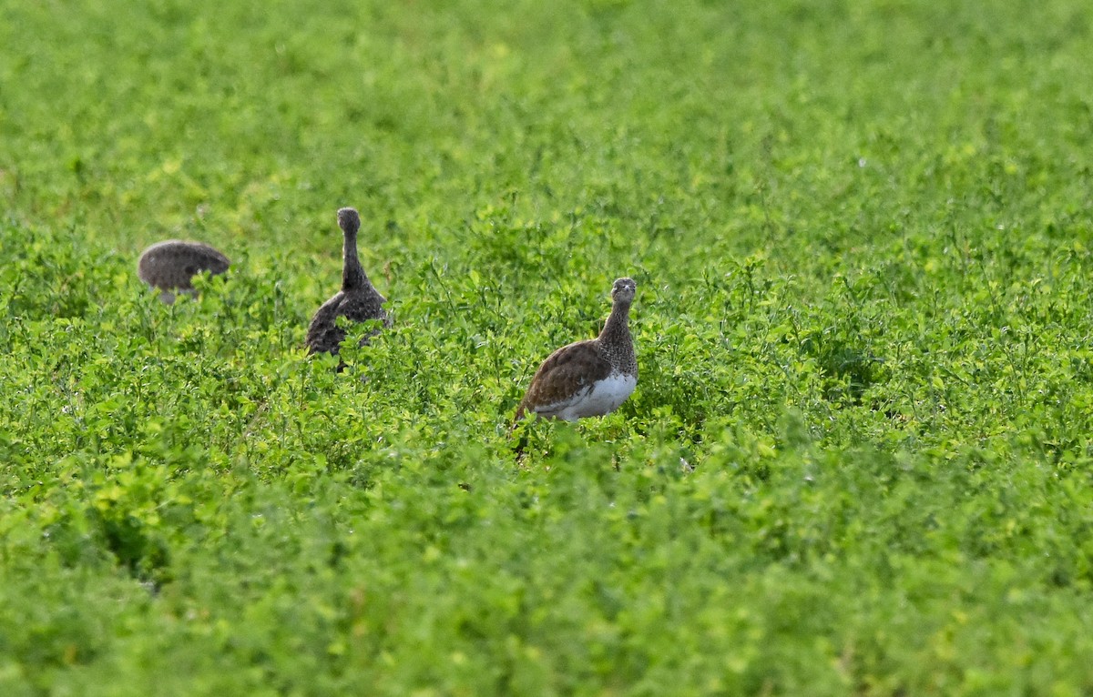 Little Bustard - ML644270050
