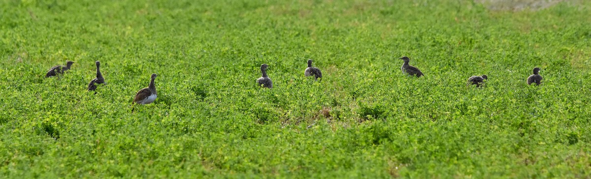 Little Bustard - ML644270052