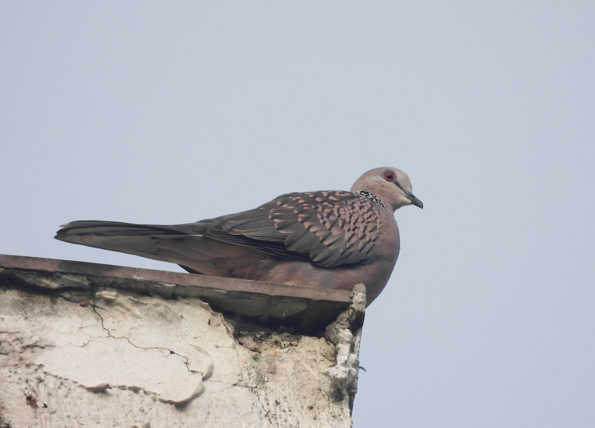 Spotted Dove - ML644270060