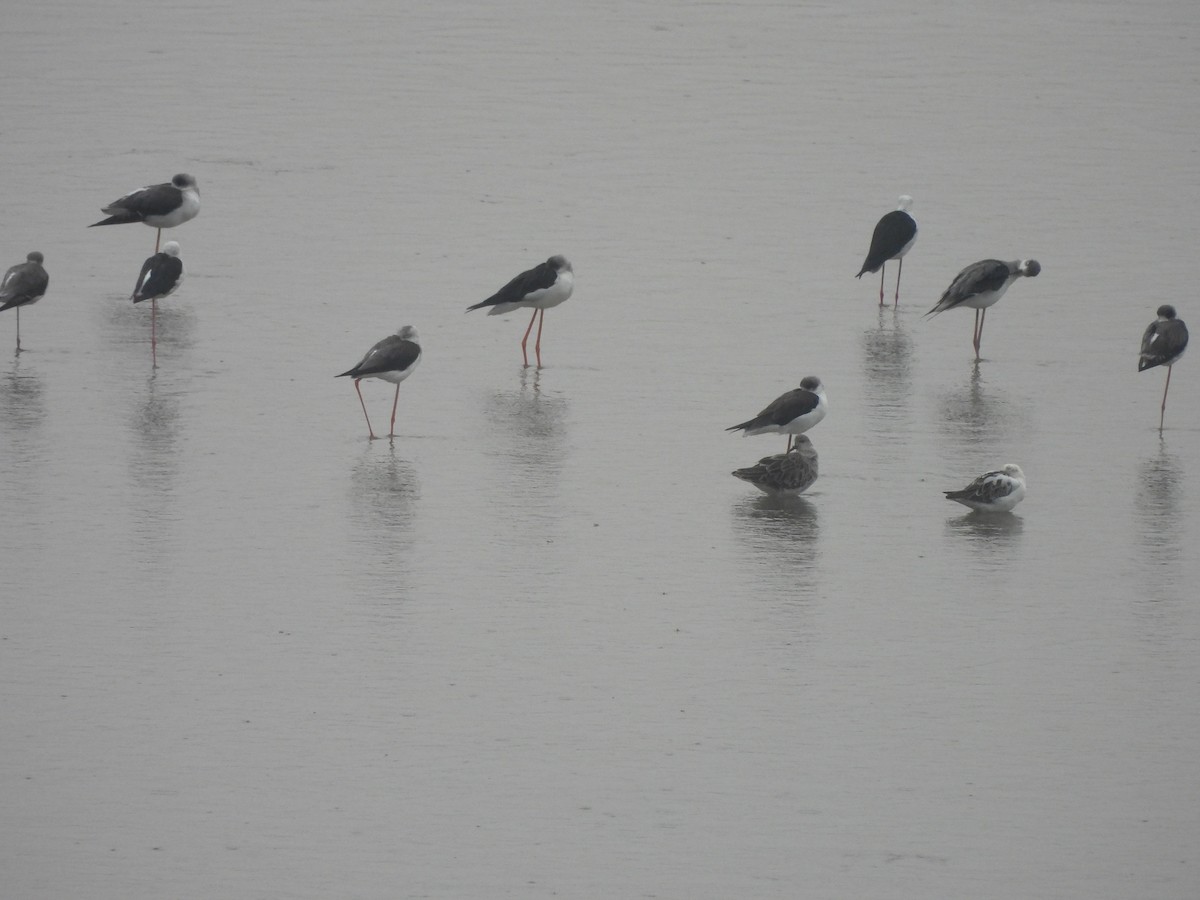 Zankaluze eurasiarra - ML644270066