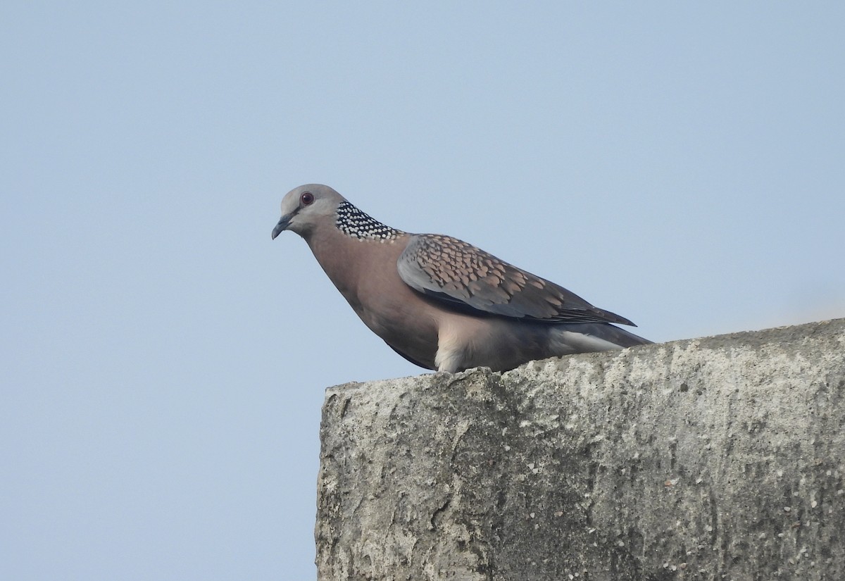 Spotted Dove - ML644270071