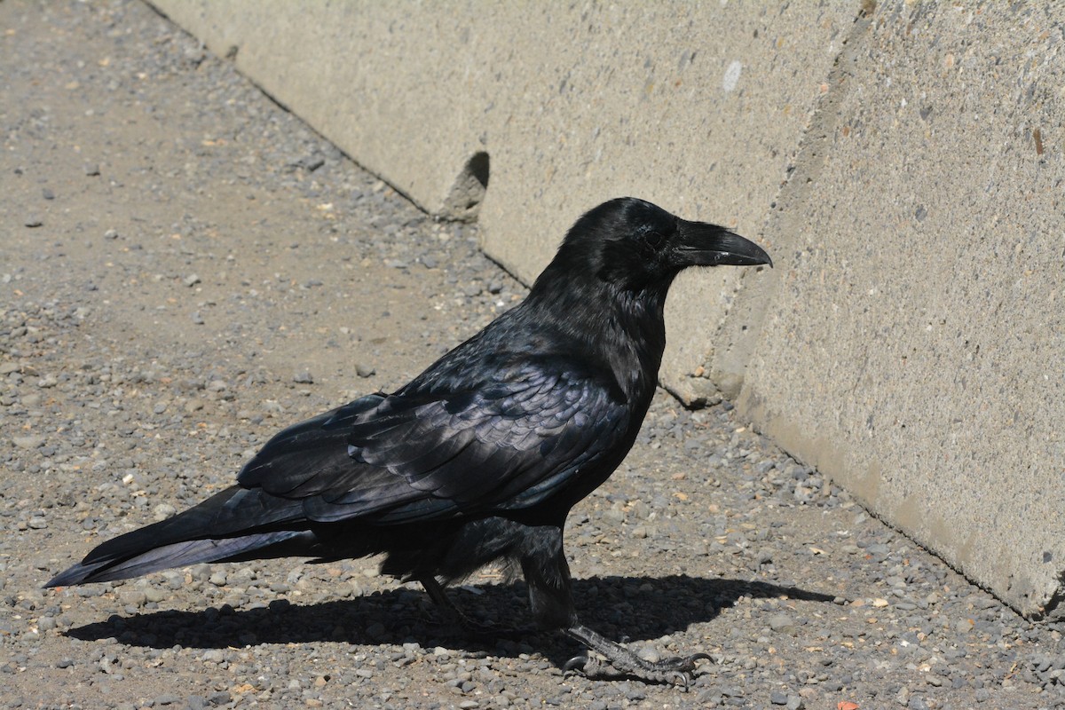 Cuervo Grande - ML644270079