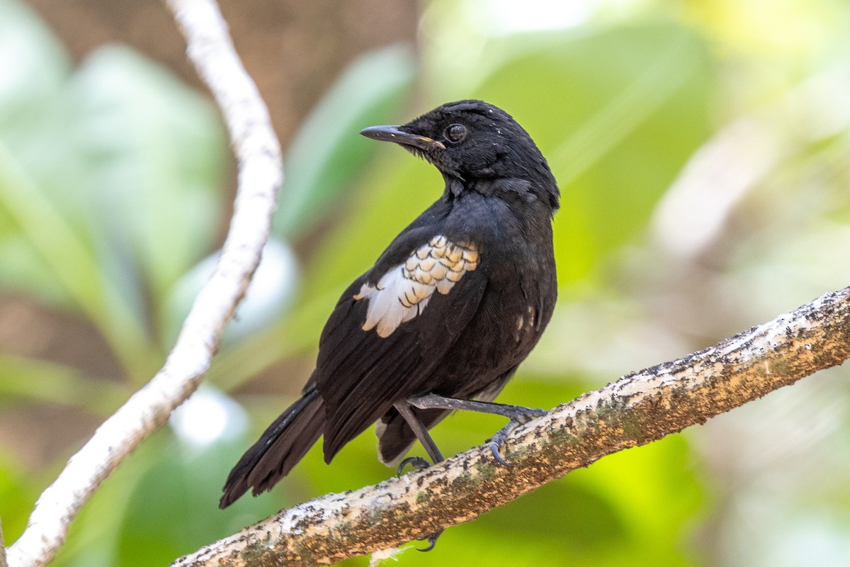 Seychelles Magpie-Robin - ML644270082