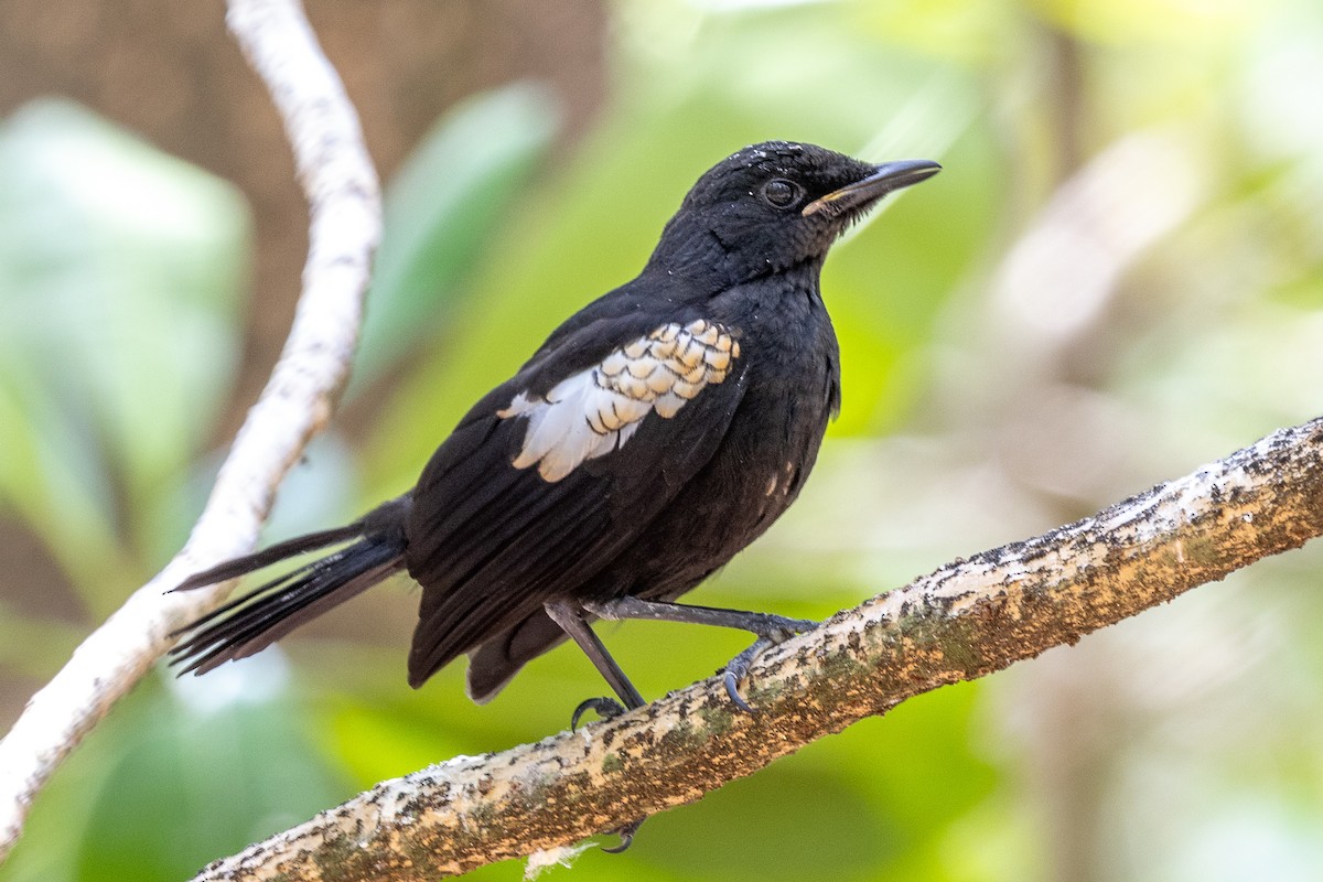 Seychelles Magpie-Robin - ML644270083