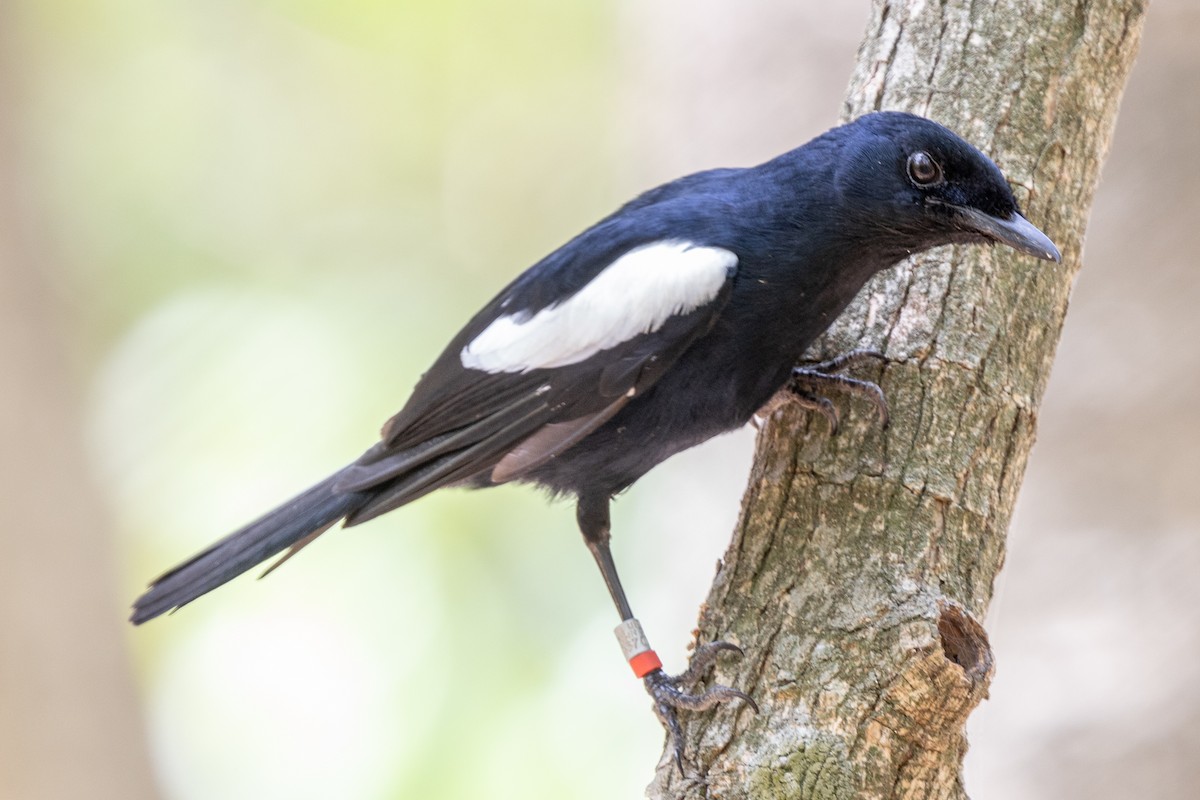 Seychelles Magpie-Robin - ML644270084