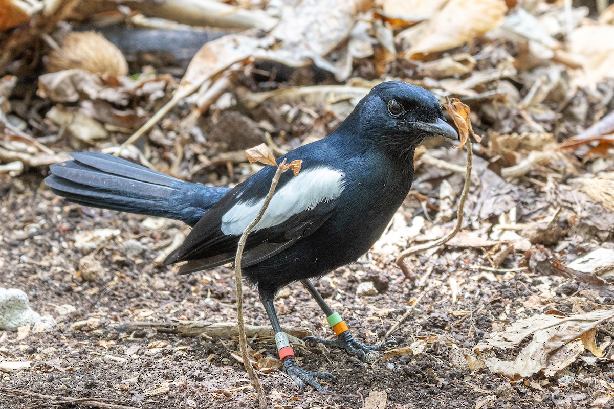 Seychelles Magpie-Robin - ML644270087