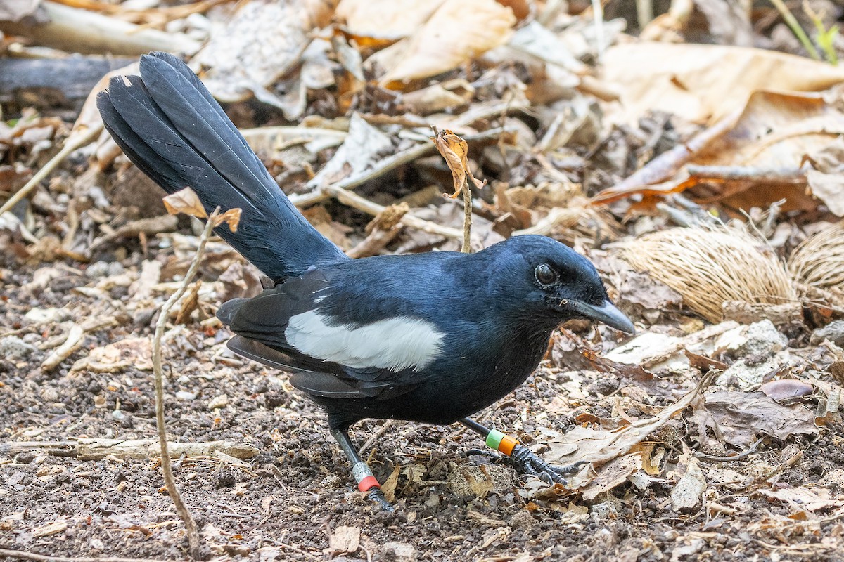 Seychelles Magpie-Robin - ML644270088