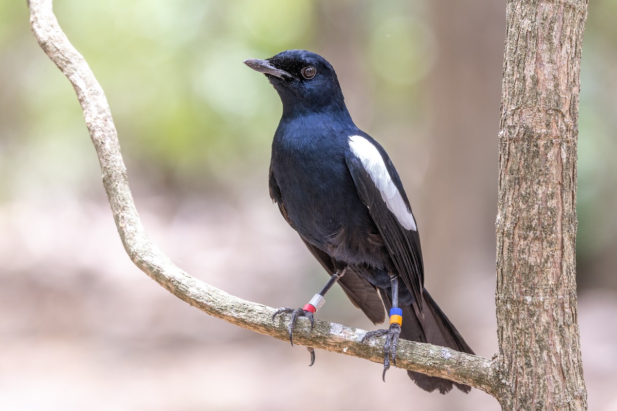 Seychelles Magpie-Robin - ML644270090