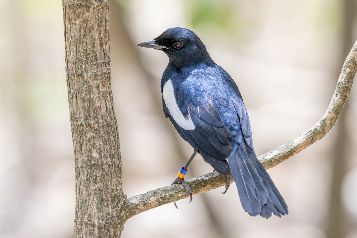 Seychelles Magpie-Robin - ML644270091