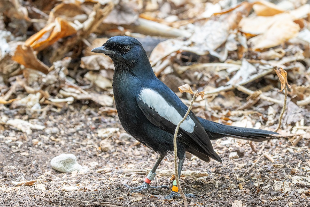 Seychelles Magpie-Robin - ML644270092