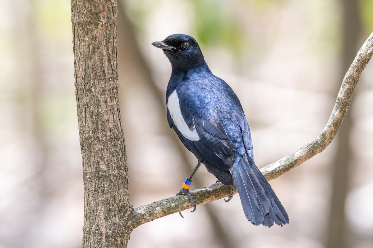Seychelles Magpie-Robin - ML644270093