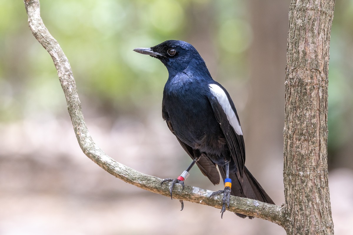Seychelles Magpie-Robin - ML644270094