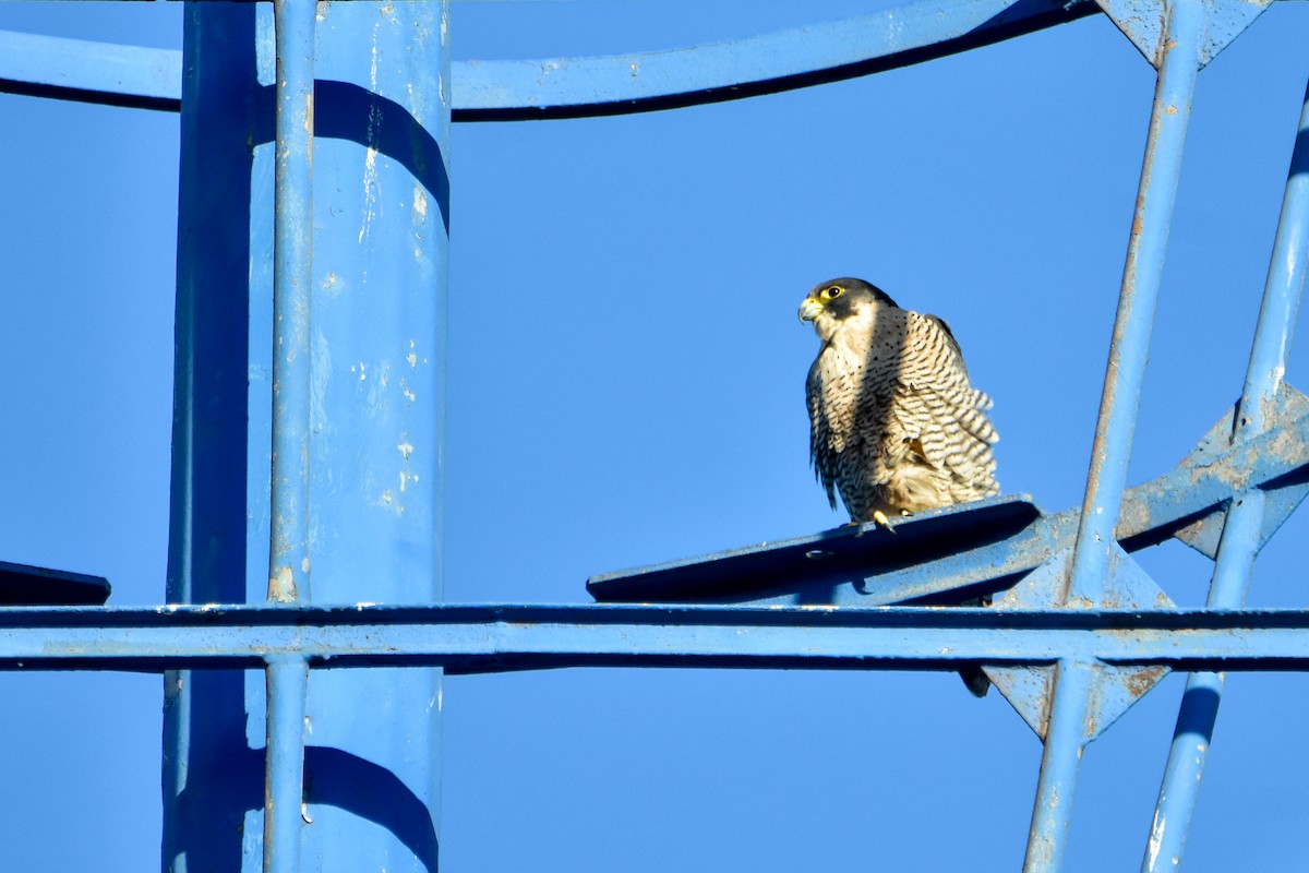 Peregrine Falcon - ML644270095