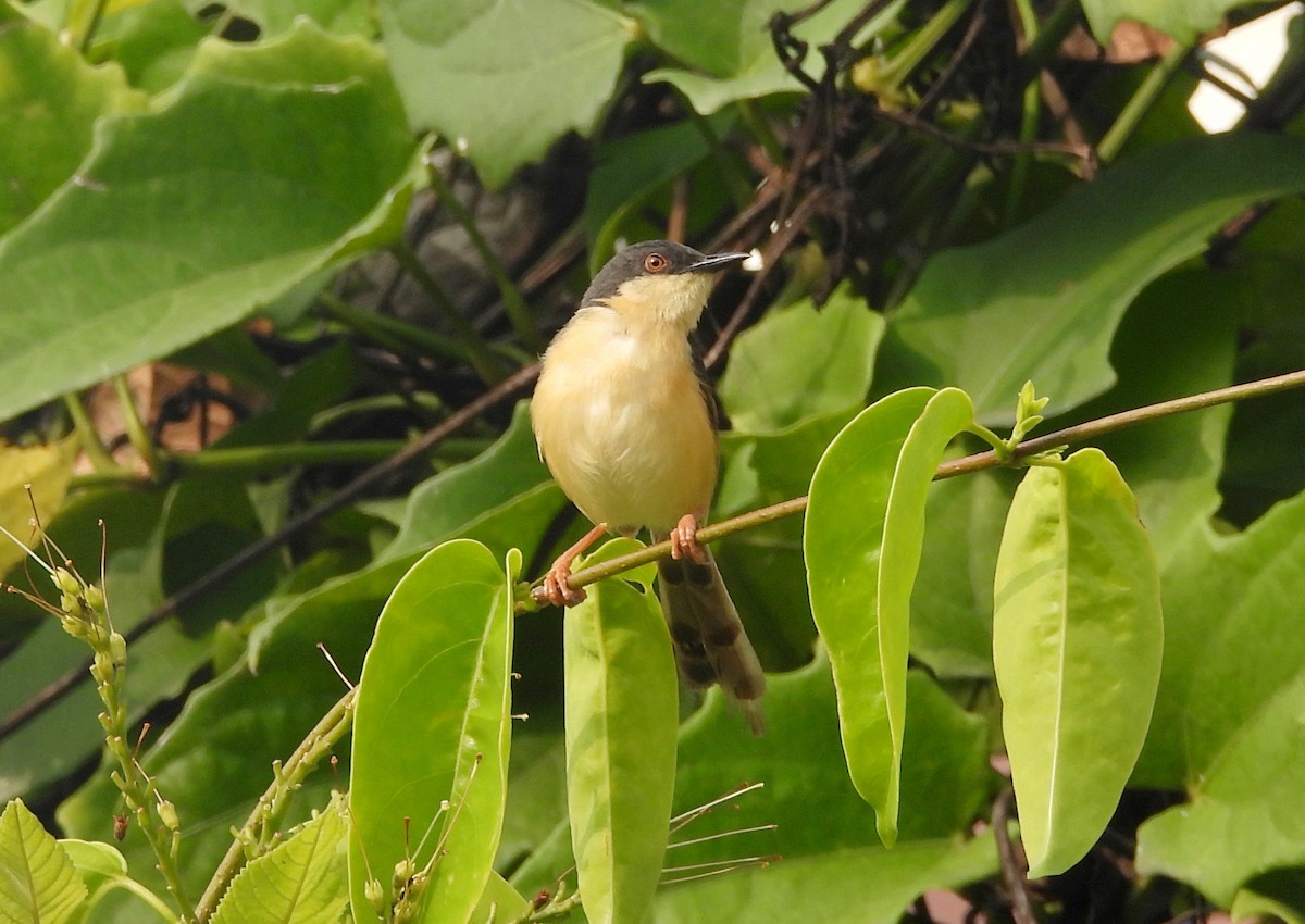 Ashy Prinia - ML644270100