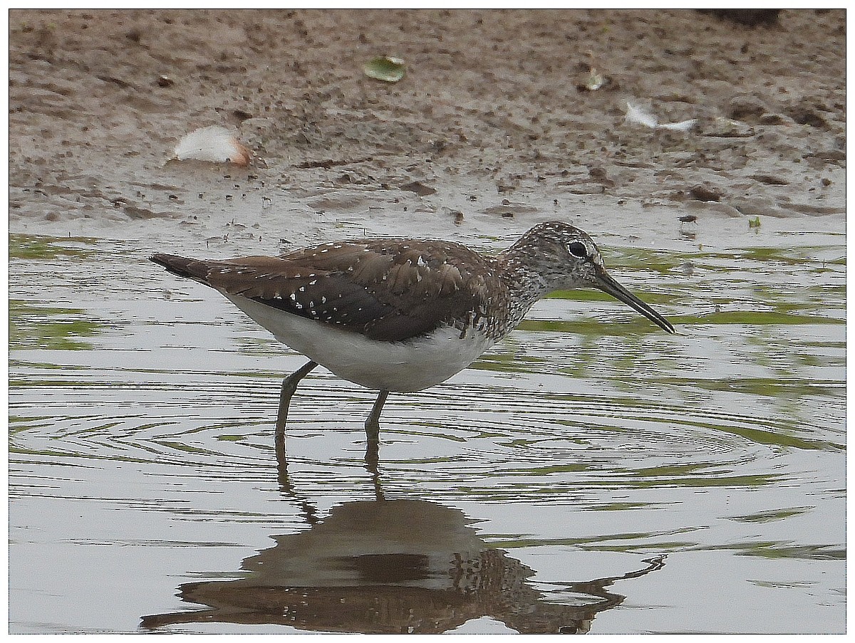 vodouš kropenatý - ML644270102