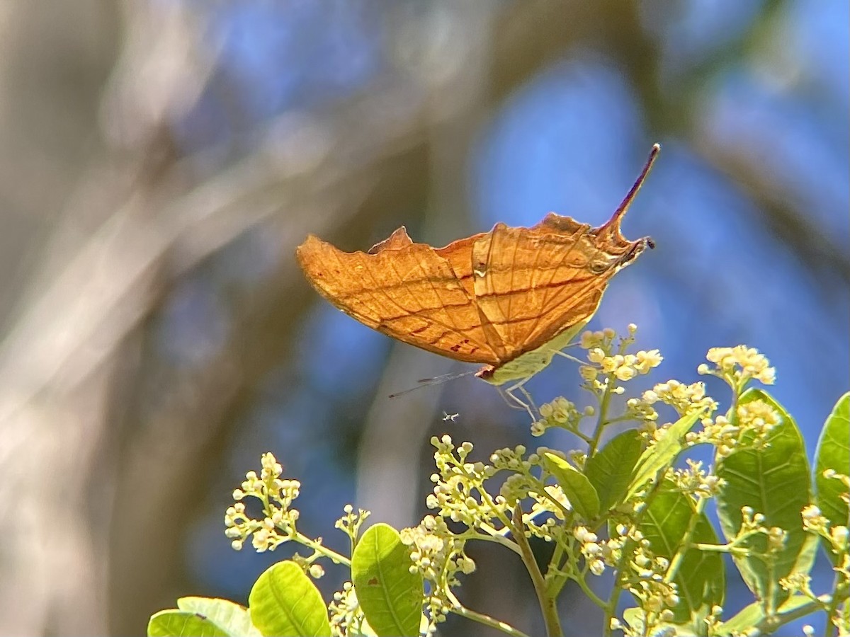 Ruddy Daggerwing - ML644270103