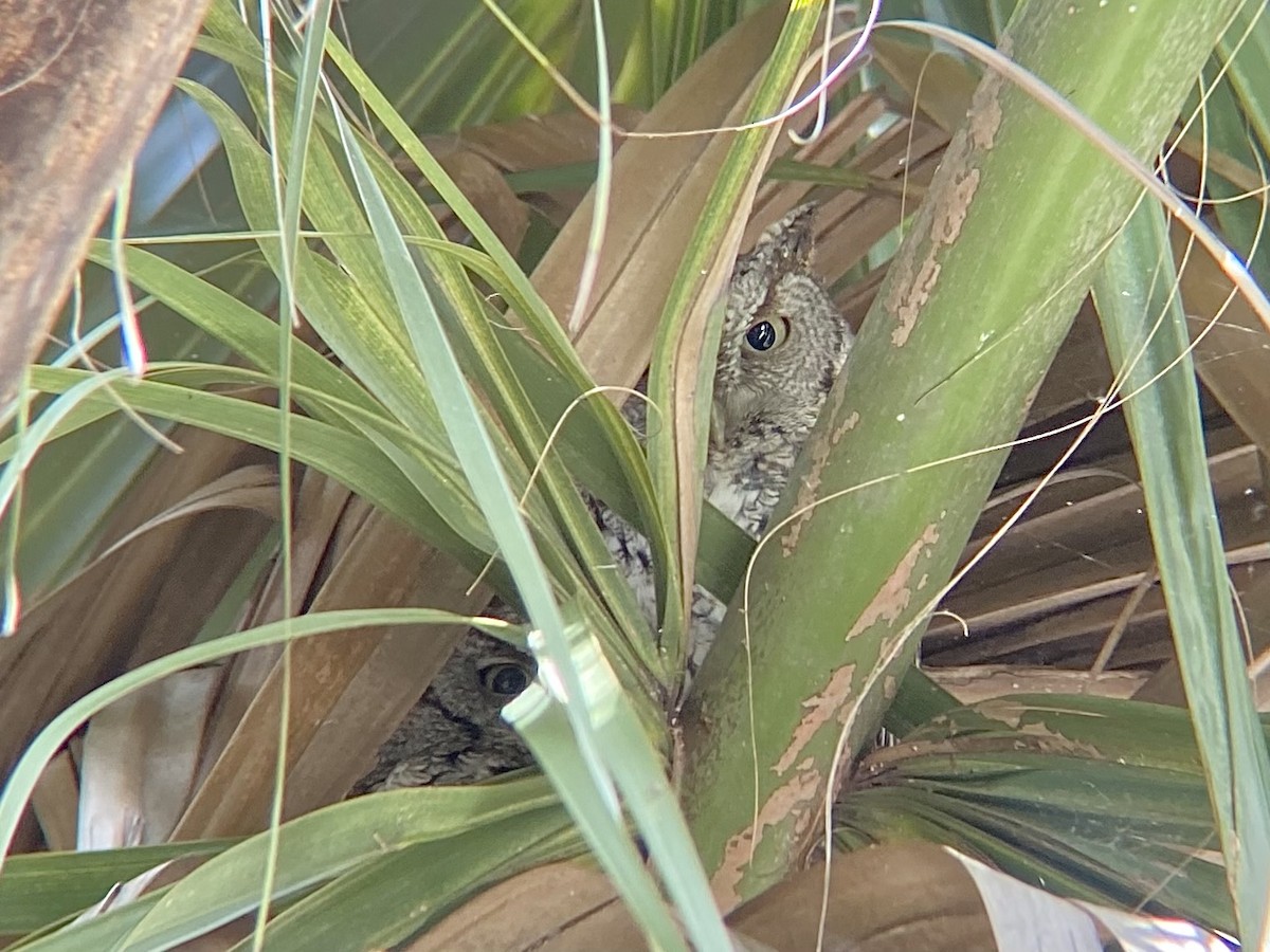 Eastern Screech-Owl - ML644270106