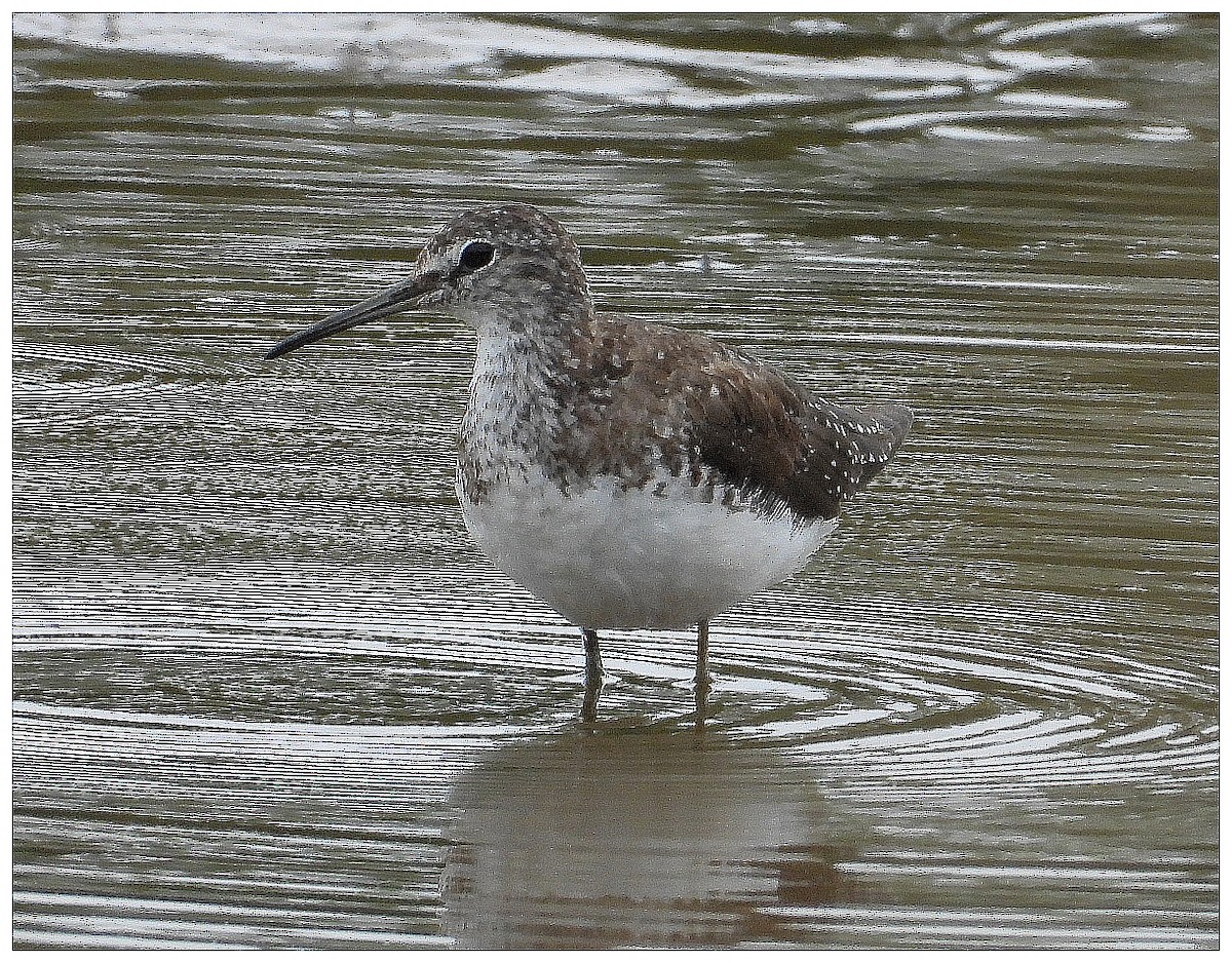 vodouš kropenatý - ML644270108