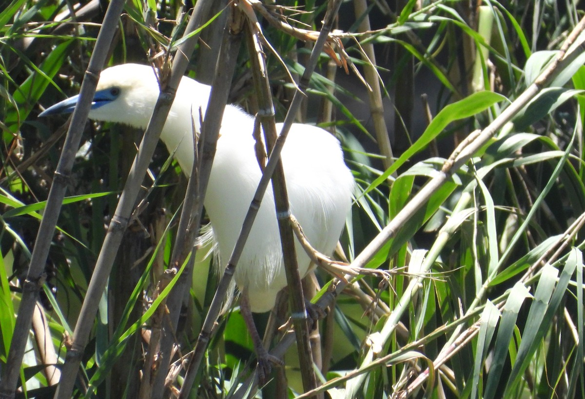 Malagasy Pond-Heron - ML644270111