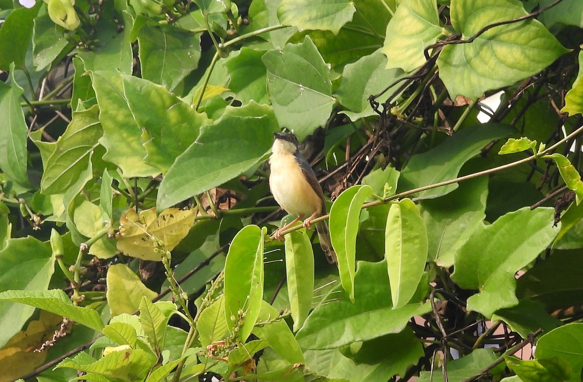 Ashy Prinia - ML644270112
