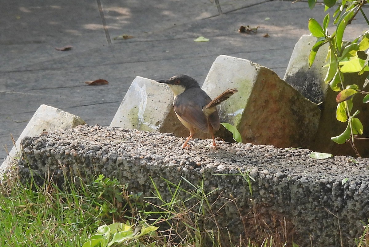 Ashy Prinia - ML644270113