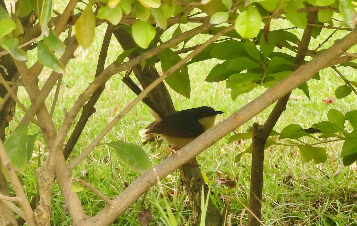 Ashy Prinia - ML644270114