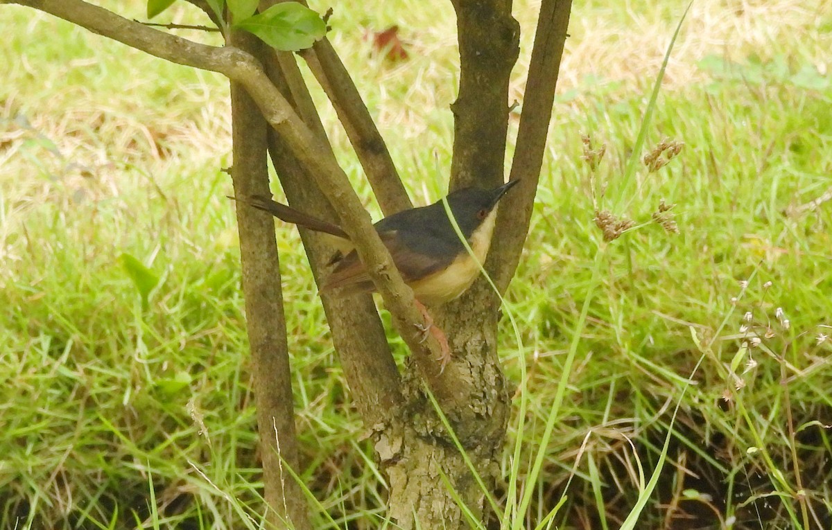 Ashy Prinia - ML644270115