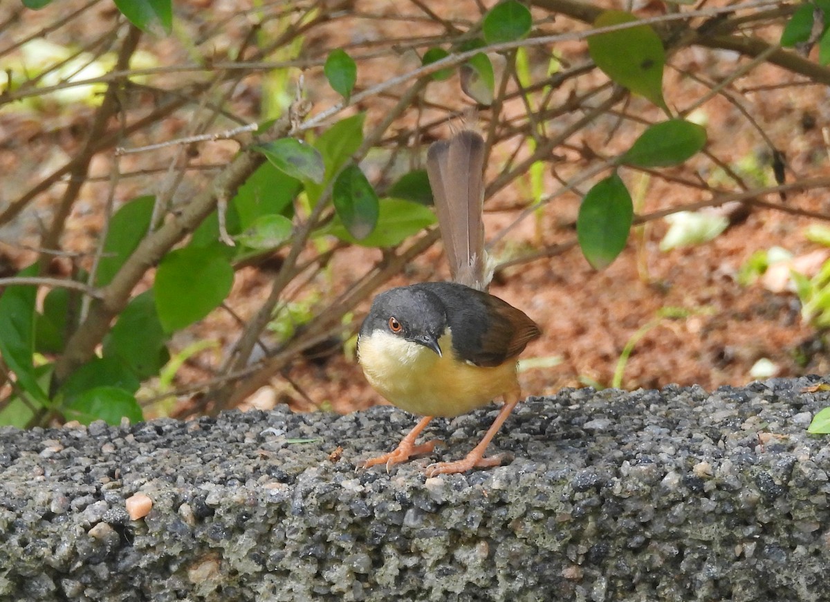Ashy Prinia - ML644270116