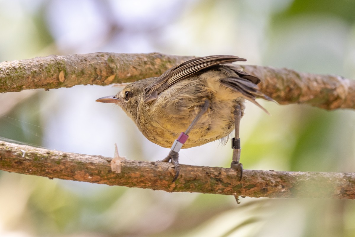 Seychelles Warbler - ML644270121