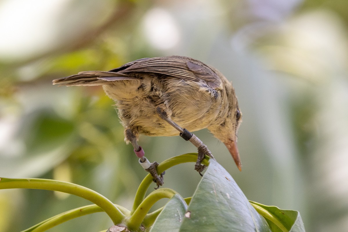 Seychelles Warbler - ML644270123