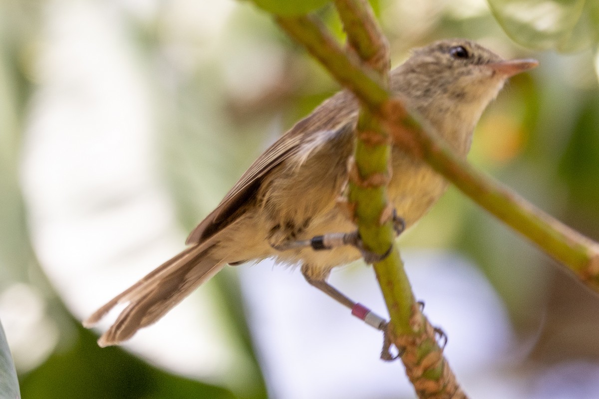 Seychelles Warbler - ML644270124