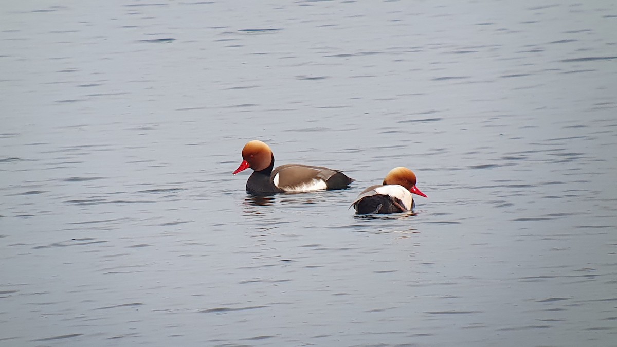 Red-crested Pochard - ML644270139