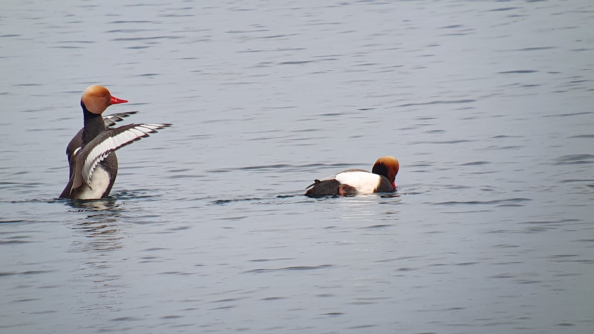 Red-crested Pochard - ML644270140