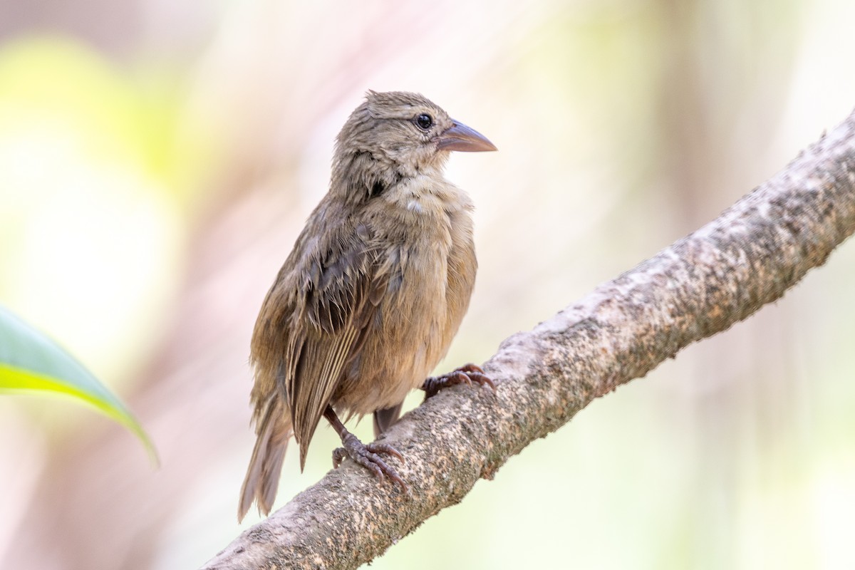 Seychelles Fody - ML644270143