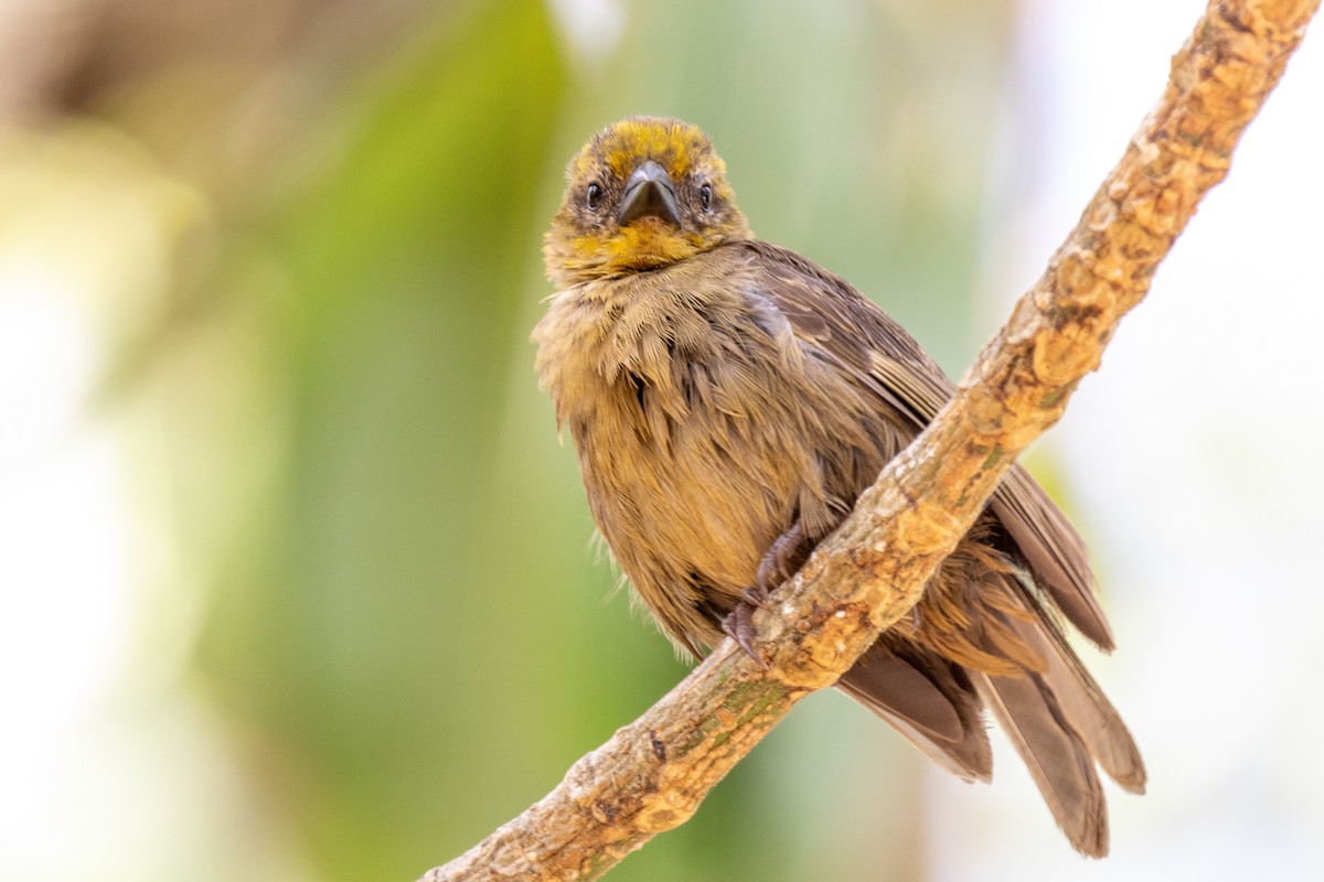 Seychelles Fody - ML644270144