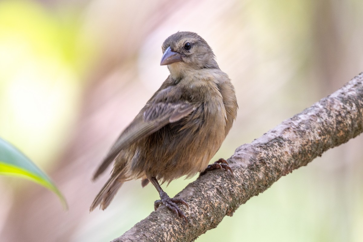 Seychelles Fody - ML644270145