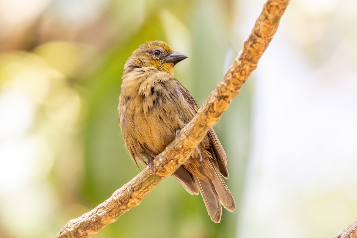 Seychelles Fody - ML644270146