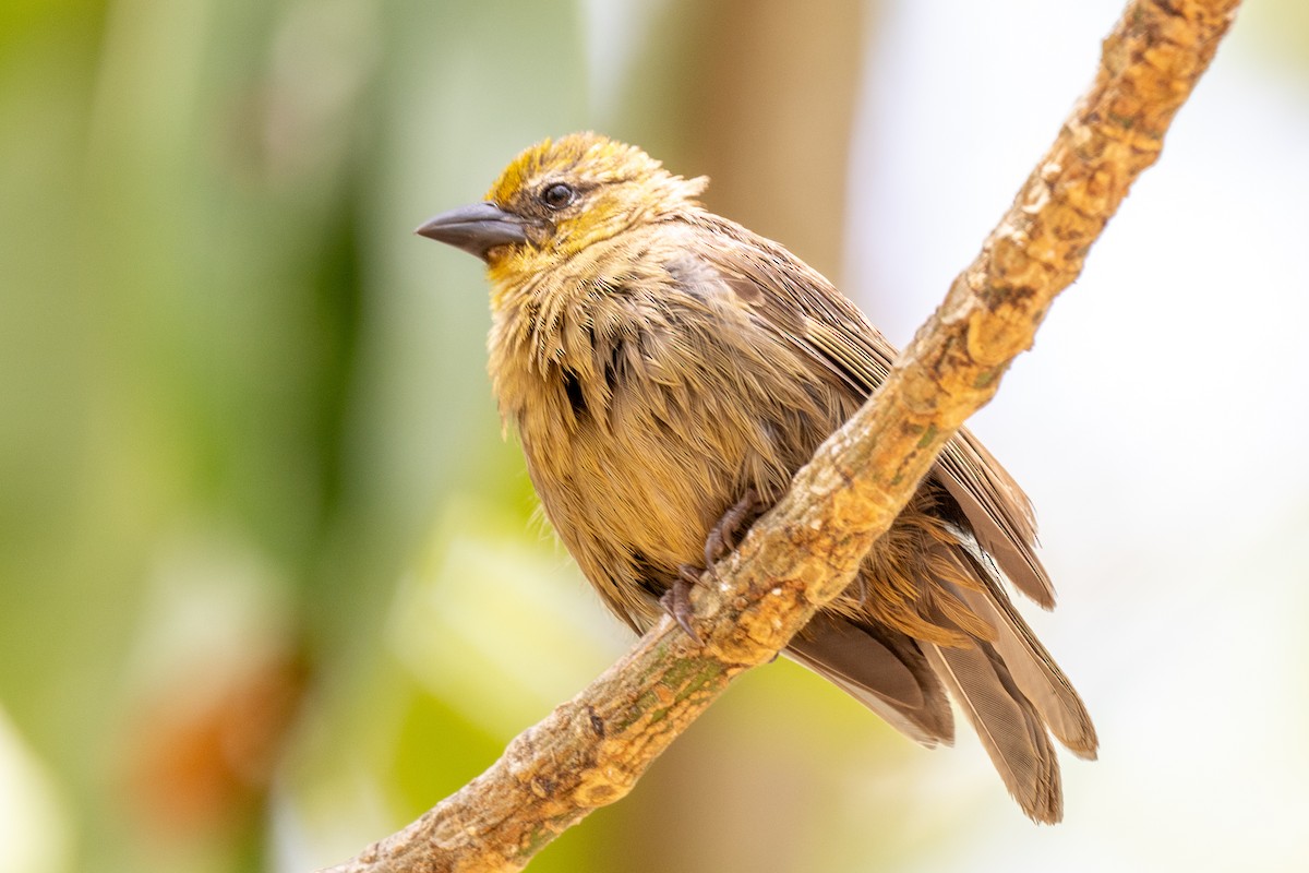 Seychelles Fody - ML644270147